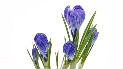 Timelapse of crocus flower blooming on white background Stock Footage 126861268