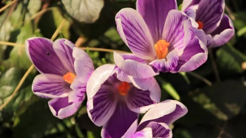 Timelapse of crocus flowers opening up for the sun Vídeos de archivo 171569358