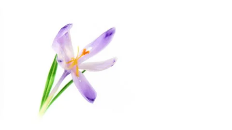 Timelapse crocus HD 1080p 25fps Stock Footage 2447438