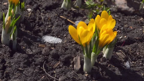Timelapse of crocuses blooming in spring Stock Footage 279845437