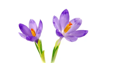 Timelapse crocuses on white 4k Stock Footage 52632617