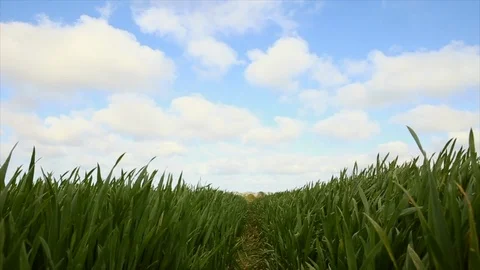 Timelapse of crops in a field Stock-Footage 98060361
