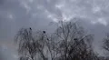 Timelapse Crows arrive on tree at a cloudy evening autumn day HD Footage