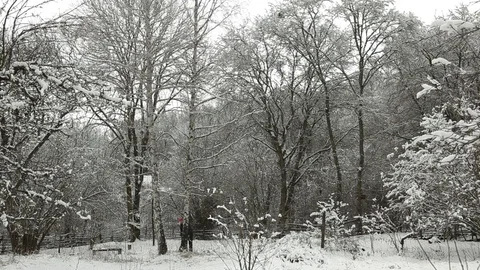 Timelapse. Cut down a tree in winter Stock Footage 71639337