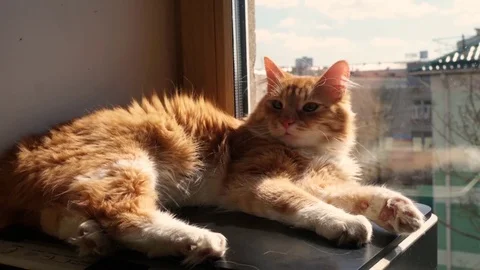 Timelapse. Cute ginger cat lying in infront of window. Fluffy pet comfortably 스톡 동영상 74152905