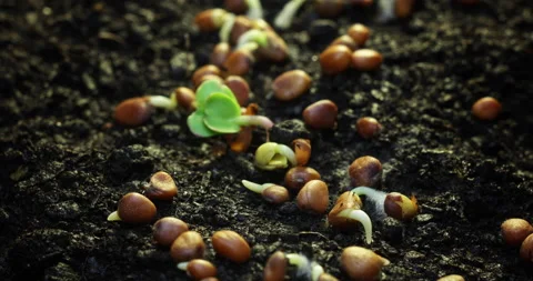 Timelapse of cutting a plant from grain. The concept of new life, the birth Stock Footage 219896397