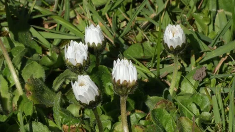 Timelapse of Daisy Flowers Opening Stock Footage 129238776