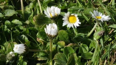 Timelapse of Daisy Flowers Opening Video stock 129238840