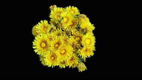 Timelapse dandelion blooming. Blooming isolated dandelions Stock Footage 155648204