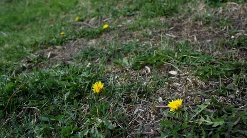 Timelapse Dandelion Closing For The Night Video stock 243230246