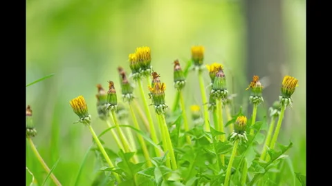 Timelapse of dandelions in a meadow Stock Footage 334117586