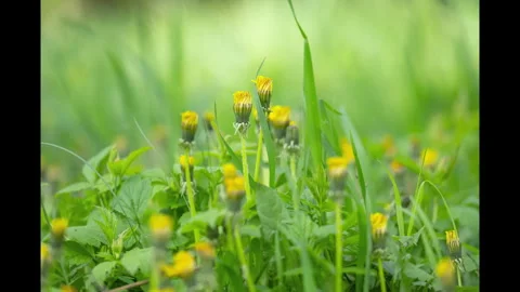 Timelapse of dandelions in a meadow Stock Footage 334117587