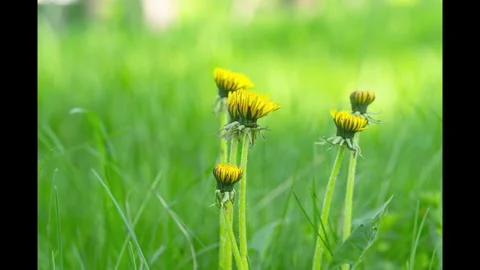 Timelapse of dandelions in a meadow Stock Footage 334117630