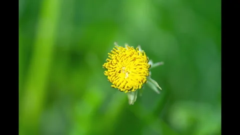 Timelapse of dandelions in a meadow Stock Footage 334299180