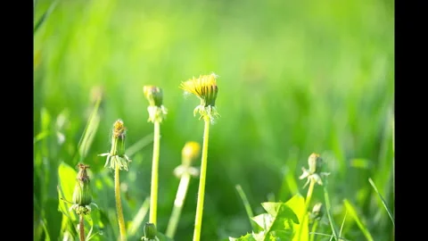 Timelapse of dandelions in a meadow Stock Footage 334300066