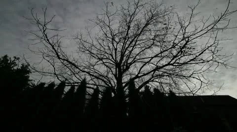 Timelapse on Dark Clouds with Trees on a Spooky Night 1080p Stock-Footage 12616890
