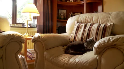 Timelapse day to night of a cat sleeping Stock Footage 33312981