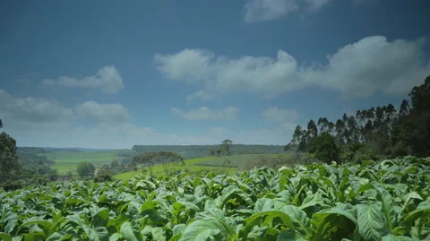 Timelapse daylight field of plants 02 4k Stock Footage 151249288