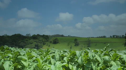 Timelapse daylight field of plants 4k Stock Footage 151249348