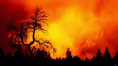 Timelapse de bosque de pinos durante erupción volcánica. Vídeos de archivo 169229115