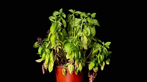 Basil herbs plant during wilting process... | Stock Video | Pond5