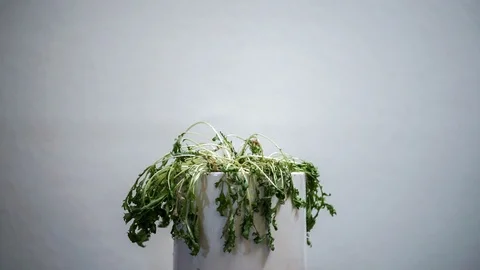 Timelapse of a dead looking, dried up leafy plant  rejuvenating, standing Stock Footage