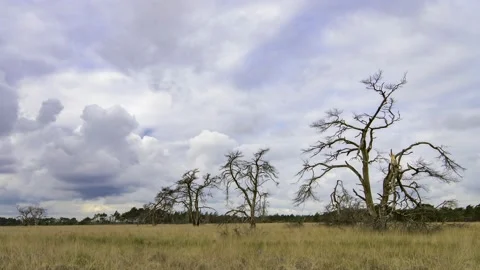 Timelapse with dead pine trees under a dramatic cloudy sky Video stock 138938448