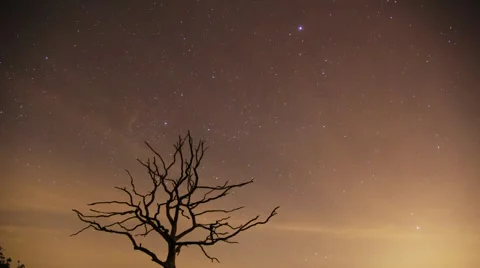 Timelapse of a dead tree at night with moving stars and clouds Stock Footage