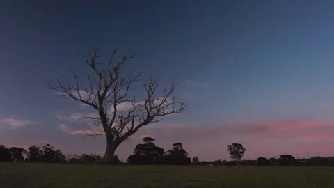 Timelapse- Dead Tree Sunset Stock Footage 261520899