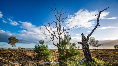 Timelapse of Dead trees &amp; heather fields in Veluwe national park, Netherlands Stock Footage 99840021