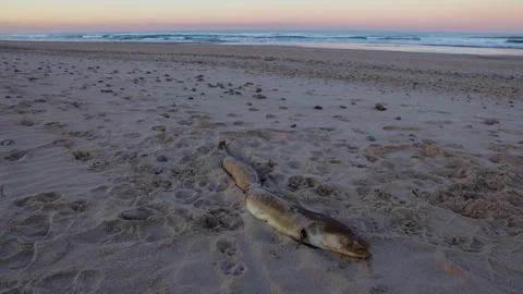 Timelapse of dead washed up conger eel on beach sand rotting at sunrise wit.. Stock Footage 275200876