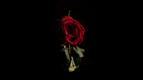 Timelapse of The death of a rose  库存影片 71618646