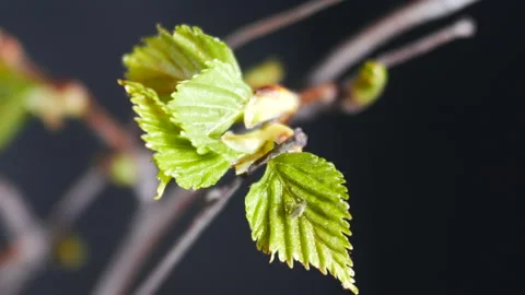 Timelapse of a deciduous tree growing leaves in springtime Stock Footage 189019584