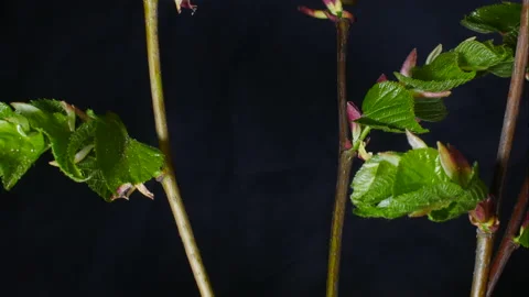 Timelapse of a deciduous tree growing leaves in springtime and withering. Stock Footage 189088287