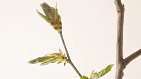 Timelapse of a deciduous tree growing leaves in springtime. Video stock 189176590