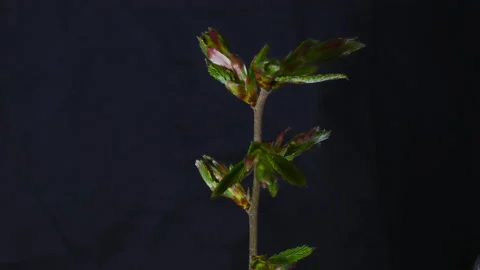 Timelapse of a deciduous tree growing leaves in springtime. Vidéo 189195274