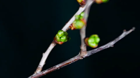 Timelapse of a deciduous tree growing leaves in springtime . Stock Footage 189195333