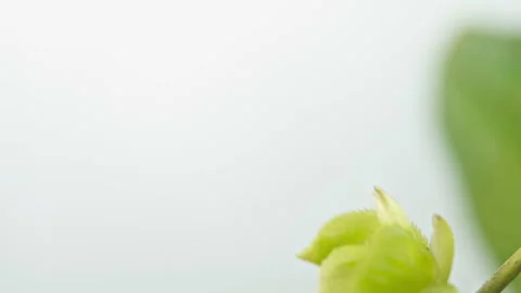 Timelapse of a deciduous tree growing leaves in springtime. Stock Footage 189215308