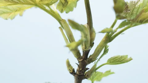Timelapse of a deciduous tree growing leaves in springtime Vidéo 193529657