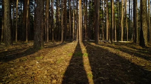 Timelapse from the depths of the forest. Video stock 150106526