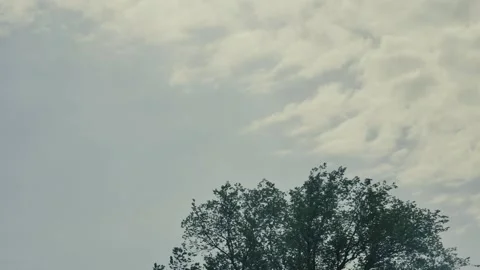 Timelapse of dissolving morning beautiful clouds over a spring tree Vídeos de archivo 240882796