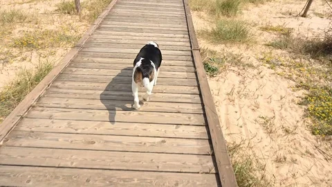 Timelapse of a dog beagle strolling through a footbridge leading to the sea Stock Footage 105429431