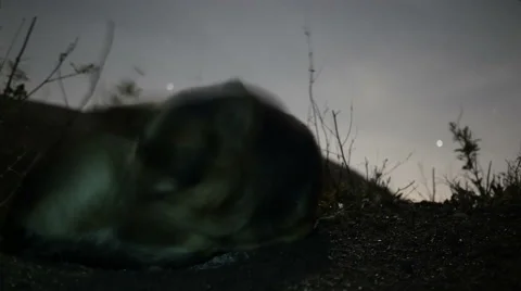 Timelapse of Dog sleeping in the night at vesuvius natural park Stock Footage 44189178