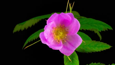 Timelapse of Dogrose Flower Blooming Stock Footage 89657277