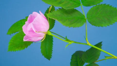 Timelapse of Dogrose Flower Blooming Stock Footage 89658720
