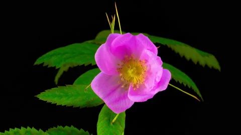 Timelapse of Dogrose Flower Blooming Video stock 90089970