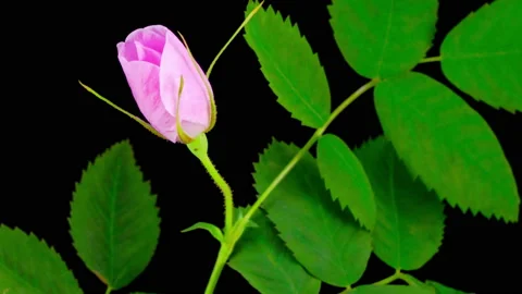 Timelapse of Dogrose Flower Blooming 스톡 동영상 90529096