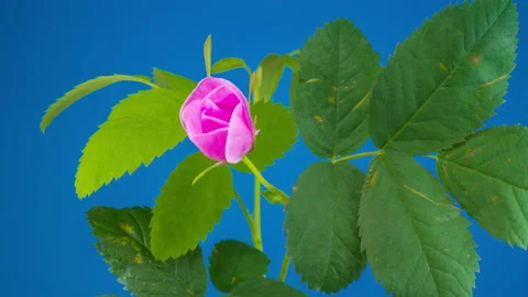 Timelapse of Dogrose Flower Blooming Video stock 93561969