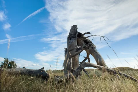 Timelapse dolly of dead tree trunk with clouds and blue sky on prairie Stock Footage 62182991