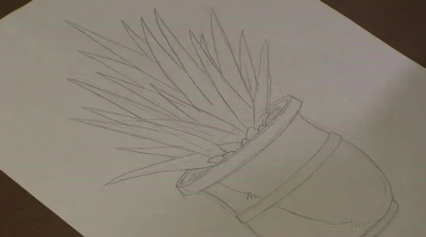 Timelapse Drawing an Agave Stock Footage 581359
